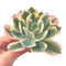 Echeveria 'Secunda' Variegated 5" Succulent Plant