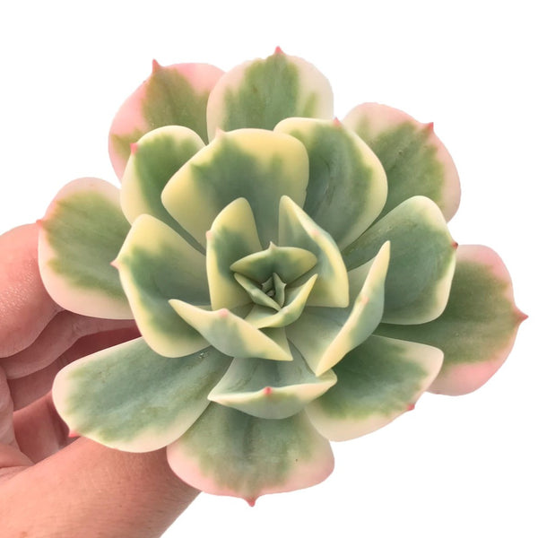 Echeveria 'Secunda' Variegated 3"-4" Rare Succulent Plant