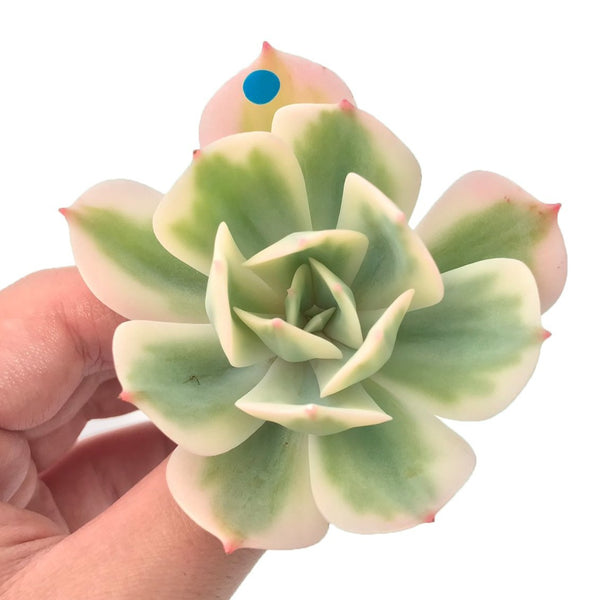 Echeveria 'Secunda' Variegated 3"-4" Rare Succulent Plant