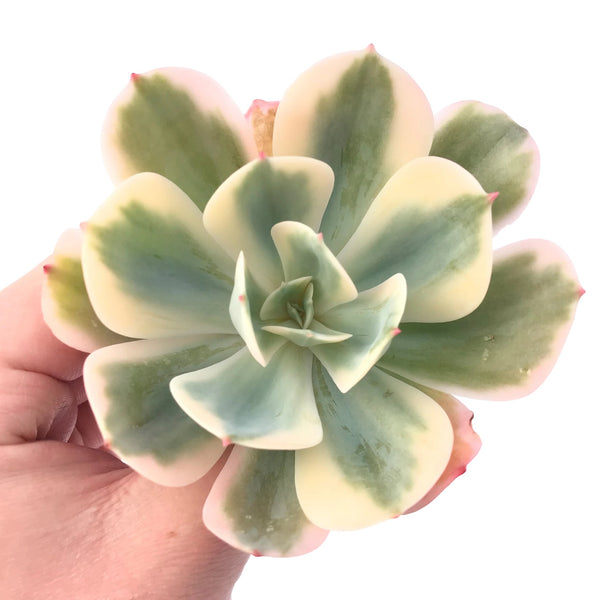 Echeveria Secunda Variegated Large Specimen 4” Rare Succulent Plant