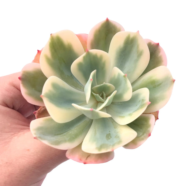 Echeveria Secunda Variegated Large Specimen 4” Rare Succulent Plant