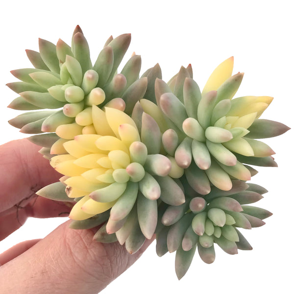 Sedum 'Morganium' Variegated 3" Cluster Succulent Plant