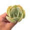 Echeveria 'Smile Ball' 4" Rare Succulent Plant