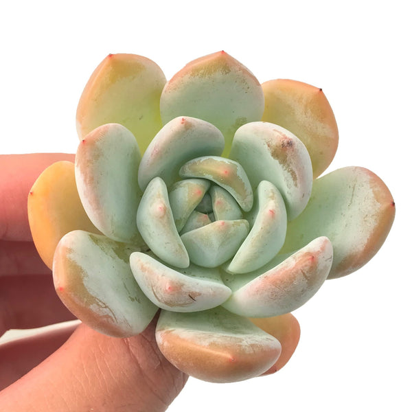 Echeveria 'Orange Monroe' 2”-3” Rare Succulent Plant