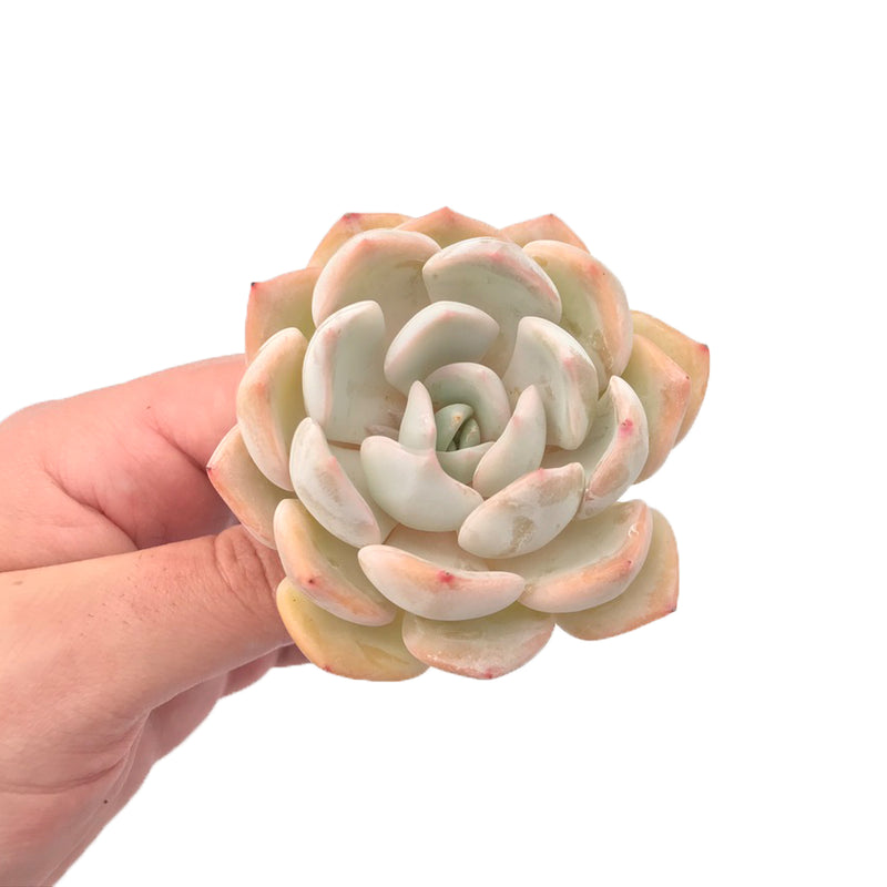 Echeveria sp. 3" Succulent Plant