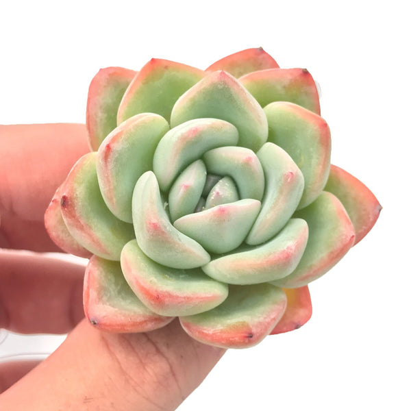 Echeveria sp. 2" Rare Succulent Plant