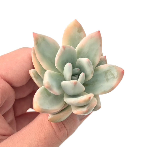 Pachyveria 'Simonoasa' Variegated 2" Succulent Plant