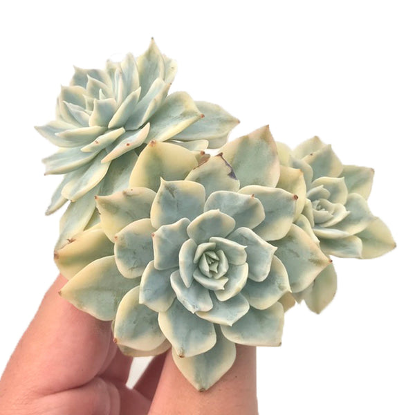 Echeveria 'Subsessilis' Variegated Cluster 3" Rare Succulent Plant