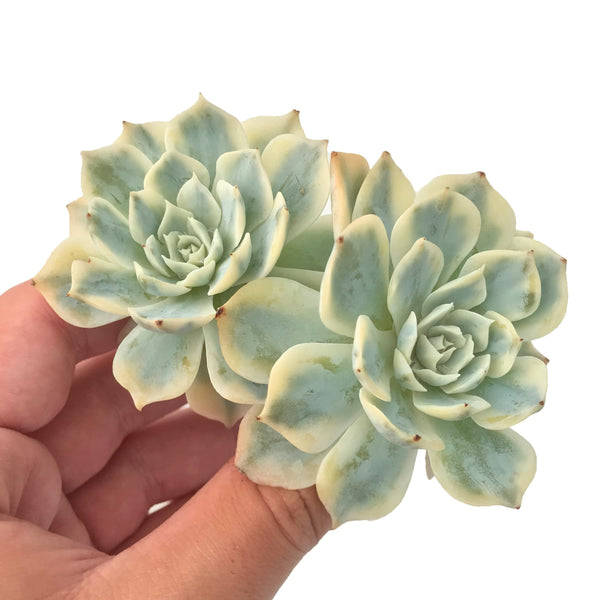 Echeveria 'Subsessilis' Cluster 4" Rare Succulent Plant