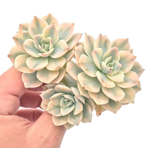 Echeveria 'Subsessilis' Variegated Cluster 4"-5” Rare Succulent Plant