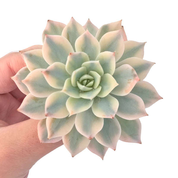 Echeveria 'Subsessilis' Variegated 3" Succulent Plant