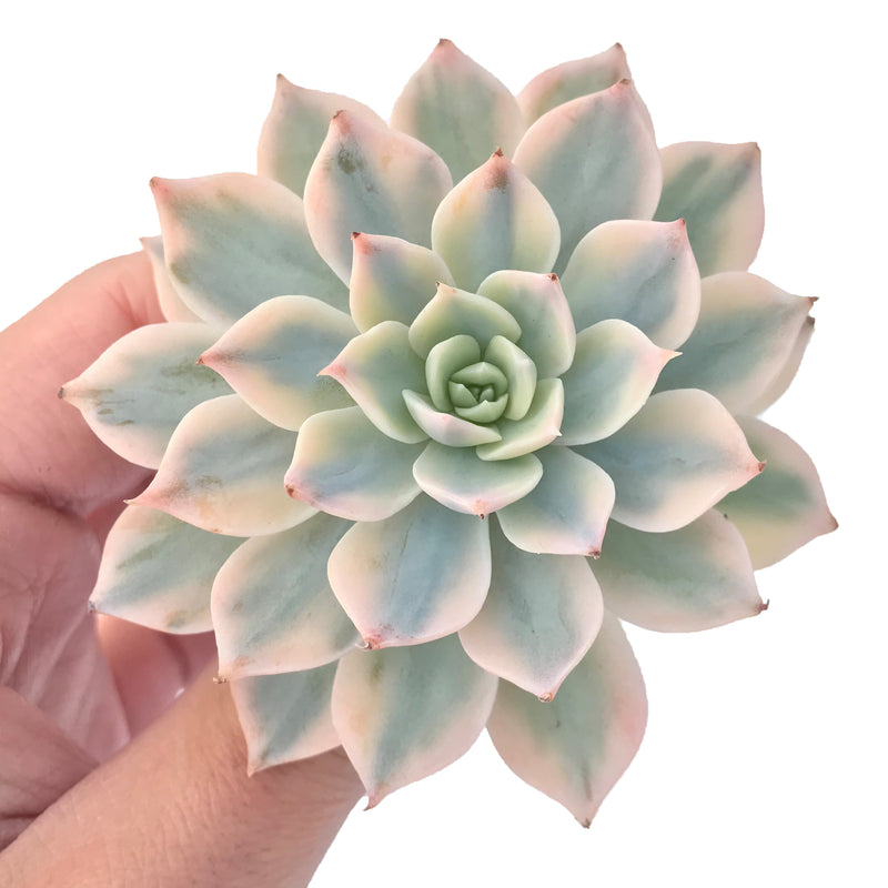 Echeveria 'Subsessilis' Variegated 3" Succulent Plant