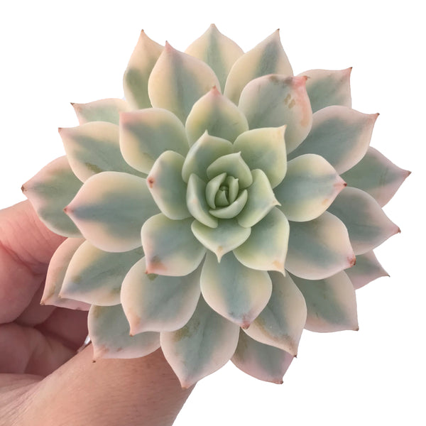 Echeveria 'Subsessilis' Variegated 3" Succulent Plant