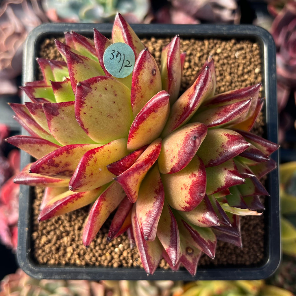 Echeveria Agavoides 'Orange Ebony' 2