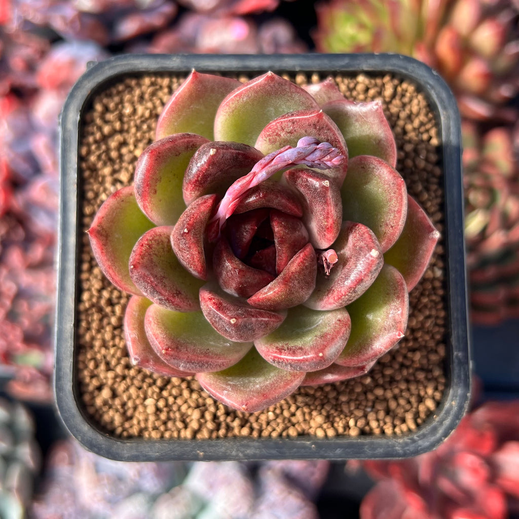 Echeveria 'Blood Maria' Seed Grown Hybrid 1