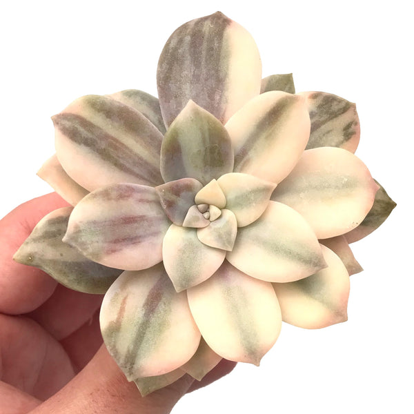 Quetzalcoatlia 'Pentandra Superba' Variegated 4" Succulent Plant (Formerly Graptopetalum 'Pentandrum Superbum' Variegated)