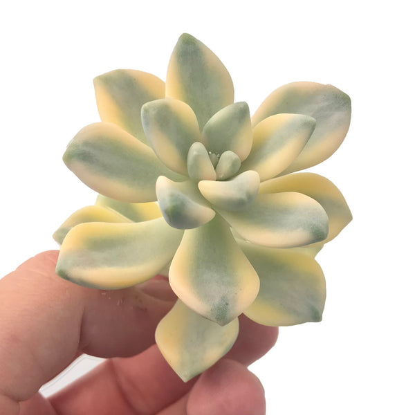 Graptoveria 'Titubans' Variegated Small 2" Rare Succulent Plant