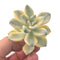 Graptoveria 'Titubans' Variegated Small 2" Rare Succulent Plant