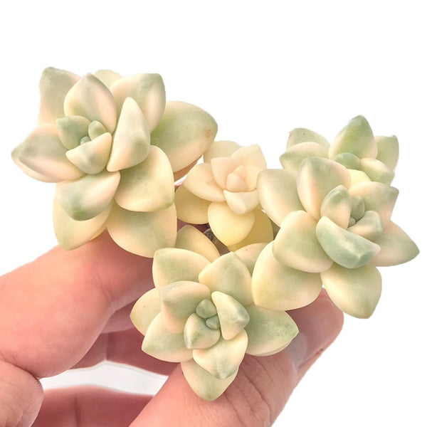 Graptoveria 'Titubans' Variegated Cluster 3"-4" Rare Succulent Plant