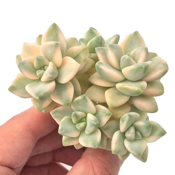 Graptoveria 'Titubans' Variegated Cluster 3"-4" Rare Succulent Plant