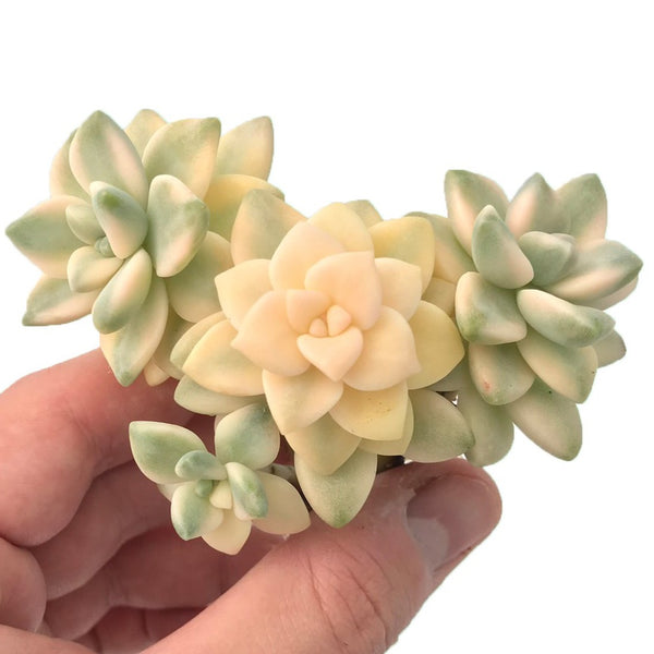 Graptoveria 'Titubans' Variegated Cluster 3"-4" Rare Succulent Plant