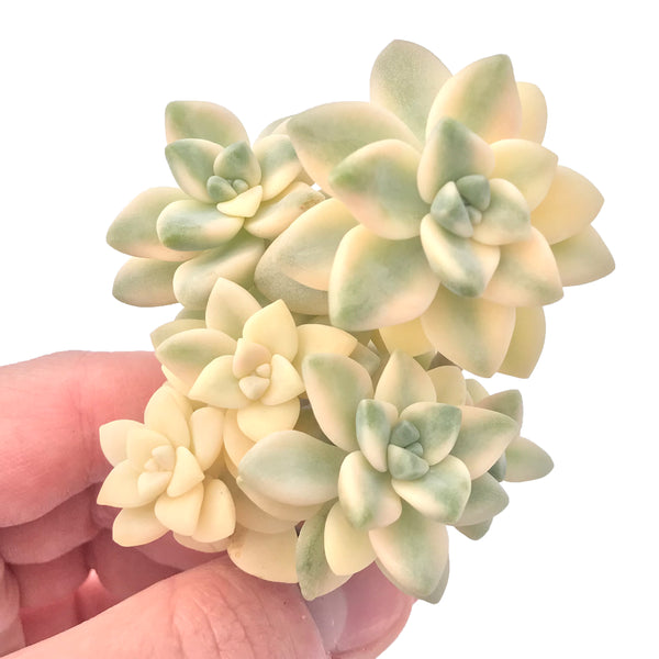 Graptoveria Titubans Variegated Cluster 3”-4” Rare Succulent Plant