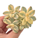 Graptoveria 'Titubans' Variegated Cluster 3" Succulent Plant