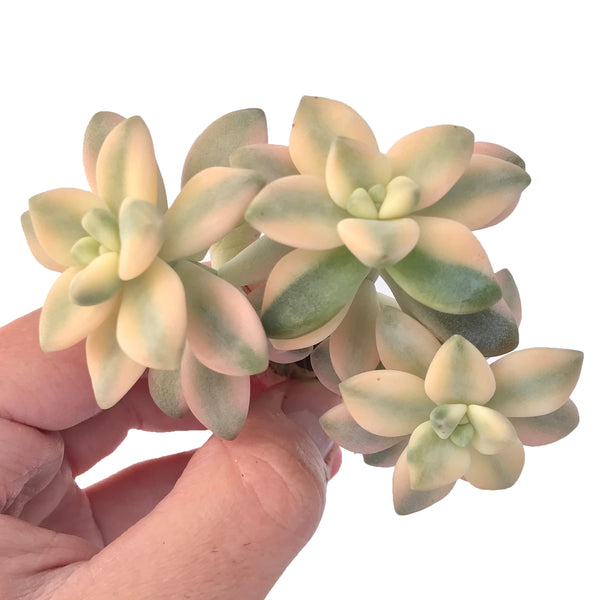 Graptoveria 'Titubans' Variegated 3" Cluster Succulent Plant