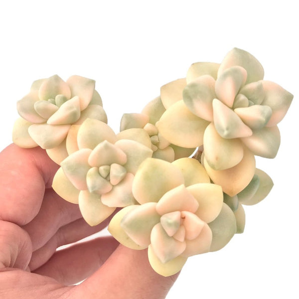 Graptoveria 'Titubans' Variegated Cluster 3"-4" Rare Succulent Plant