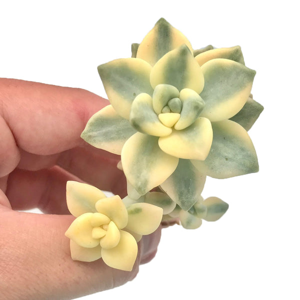 Graptoveria 'Titubans' Variegated 2" Rare Succulent Plant